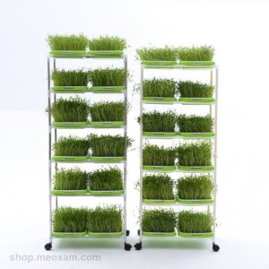 Bo Ke Trong Rau Mam Co Lua Mi 6 Tang 12 Khay