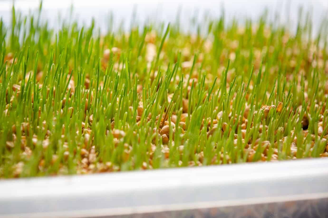 Coluami Shopmeoxam 3