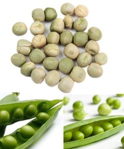 Hạt giống mầu đậu Hà Lan xanh hữu cơ