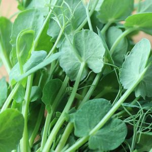 Mamdauhalan Shopmeoxam6