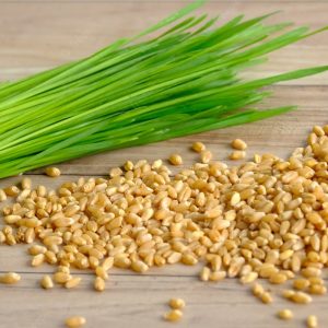 Hạt giống cỏ lúa mì Úc