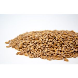 Hạt giống cỏ lúa mì hữu cơ Italy Ý