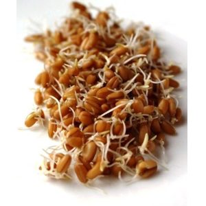 Hạt giống cỏ lúa mì hữu cơ Italy Ý