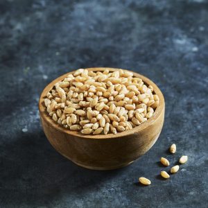 Hạt giống cỏ lúa mì Úc