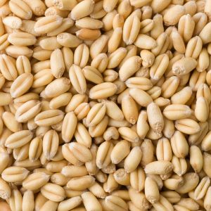 Hạt giống cỏ lúa mì Úc