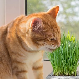 Sp Hatgiongcoluami Uc Shopmeoxam 3