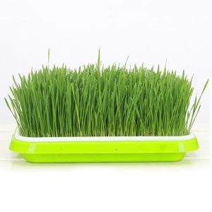 Khay trồng thủy canh rau mầm cỏ lúa mì