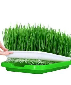 Khay trồng thủy canh rau mầm cỏ lúa mì